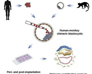 Επιστήμονες δημιούργησαν στο εργαστήριο τα πρώτα χιμαιρικά έμβρυα από άνθρωπο και μαϊμού που έζησαν επί 20 ημέρες, ανοίγοντας το «κουτί της Πανδώρας», σύμφωνα με ειδικούς στη βιοηθική