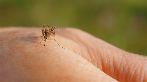 Η Περιφέρεια Αττικής υλοποιεί πρόγραμμα ολοκληρωμένης διαχείρισης και αντιμετώπισης των κουνουπιών προϋπολογισμού 4.5 εκ. ευρώ