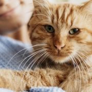Οι γάτες μπορούν να κολλήσουν κορονοϊό από τους ανθρώπους, επιβεβαιώνει έρευνα