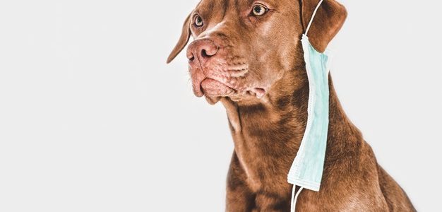 Γαλλία-Μελέτη: Αξιόπιστη διάγνωση του κορονοϊού χάρη στην όσφρηση των σκύλων
