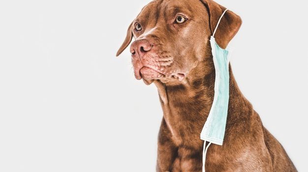 Γαλλία-Μελέτη: Αξιόπιστη διάγνωση του κορονοϊού χάρη στην όσφρηση των σκύλων
