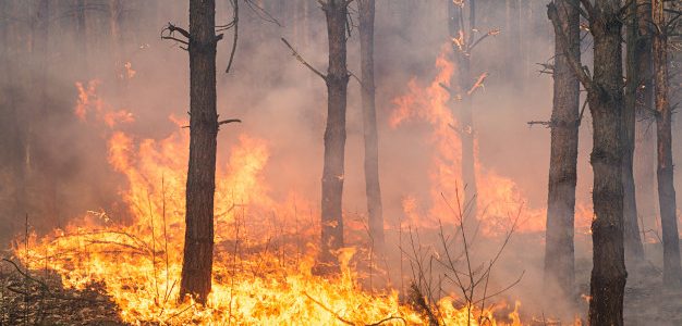 Περί τα 71.300 στρέμματα έκαψε η μεγάλη πυρκαγιά στα Γεράνεια, σύμφωνα με το meteo του Εθνικού Αστεροσκοπείου Αθηνών