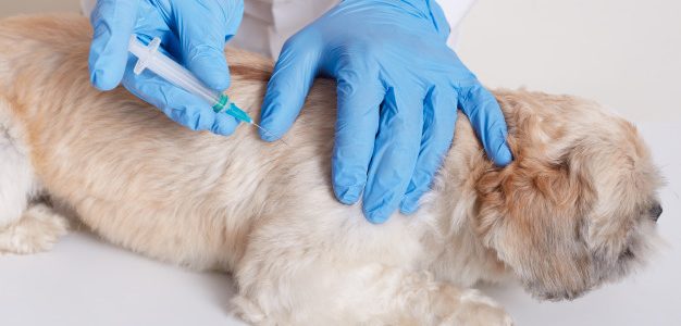 Ρωσία: Στη Ρωσία ξεκίνησε ο εμβολιασμός των ζώων κατά του κορονοϊού, με το μοναδικό στον κόσμο εμβόλιο Carnivac-Cov