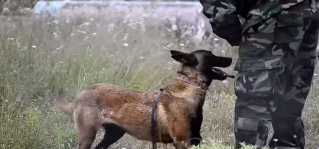 Καλούνται για «κατάταξη» στην Πολεμική Αεροπορία  23 στρατιωτικοί σκύλοι