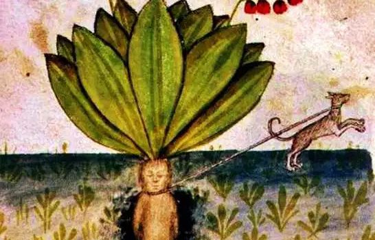 Μανδραγόρας: Το φυτό των θρύλων και των θαυμάτων