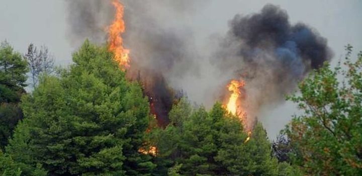 Πυρκαγιά σε δασική έκταση στην περιοχή Δρυμώνα Ελυμνίων Εύβοιας