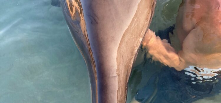Διάσωση και περίθαλψη για πρώτη φορά του Στενόρυγχου δελφινιού