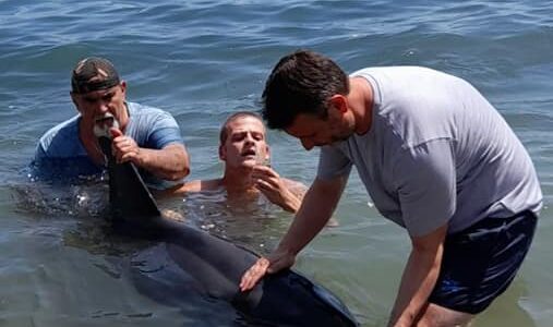 Δυστυχώς το δελφίνι δεν άντεξε…