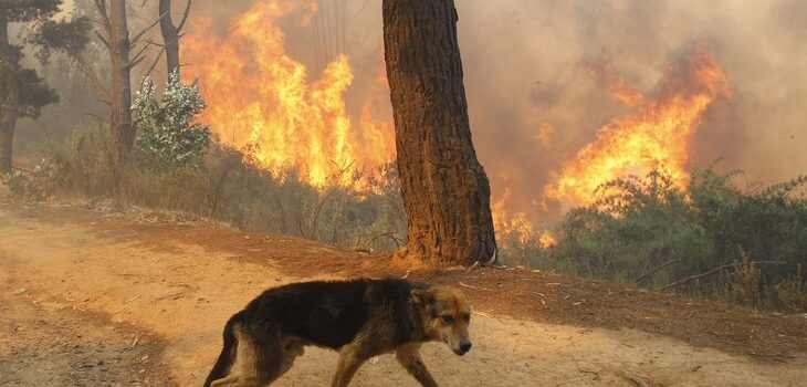 Dogs’ Voice: Φιλοξενία και παροχή βοήθειας σε ζώα από τις πυρόπληκτες περιοχές