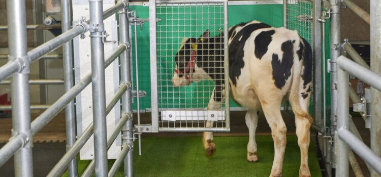 Αγελάδες έμαθαν να πηγαίνουν… τουαλέτα «πολεμώντας» το φαινόμενο του θερμοκηπίου