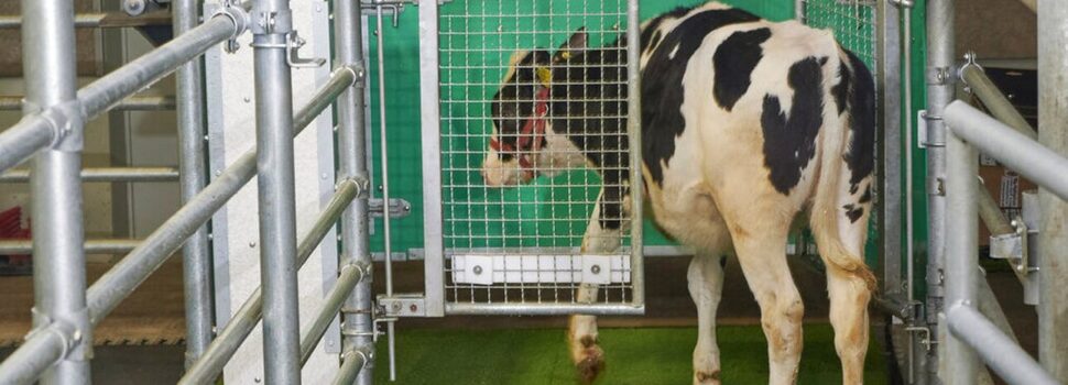 Αγελάδες έμαθαν να πηγαίνουν… τουαλέτα «πολεμώντας» το φαινόμενο του θερμοκηπίου