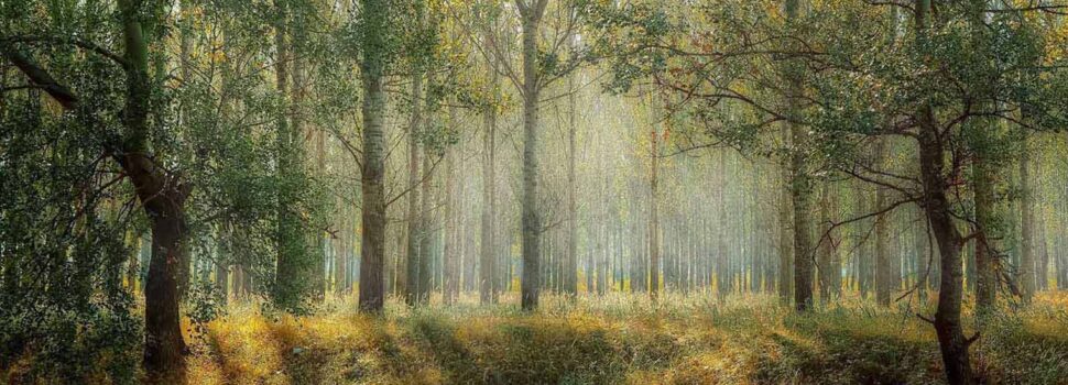 Επιστήμη – Περιβάλλον: Σχεδόν το ένα στα τρία είδη δέντρων της Γης κινδυνεύουν με εξαφάνιση, σύμφωνα με νέες εκτιμήσεις