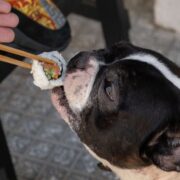 Εστιατόριο στην Καλαμαριά σερβίρει σούσι για σκύλους