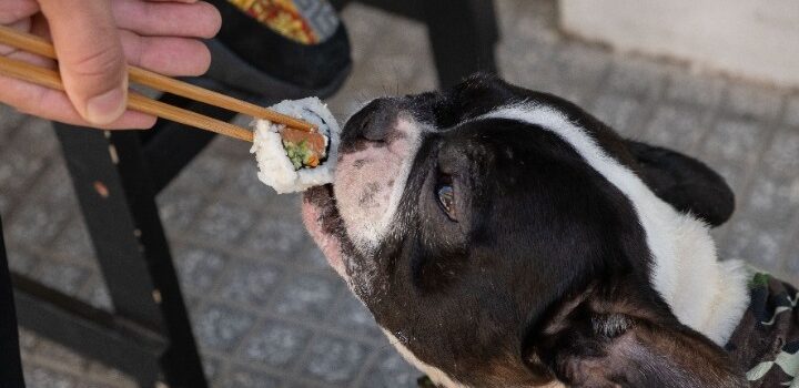 Εστιατόριο στην Καλαμαριά σερβίρει σούσι για σκύλους