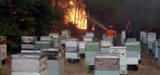 Δημιουργείται επιτροπή για το «Plan BEE» – Αποζημιώσεις και για τα ανασφάλιστα μελίσσια που κάηκαν στις πυρκαγιές
