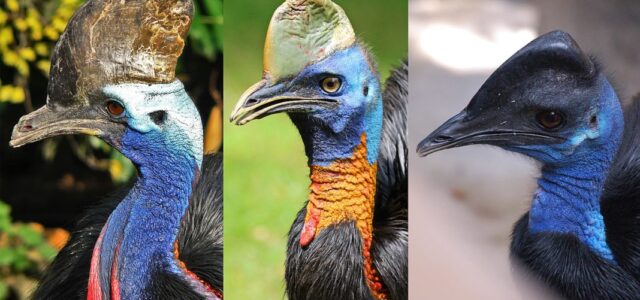 Το πιο επικίνδυνο πουλί στον κόσμο ανατράφηκε από τον άνθρωπο πριν από 18.000 χρόνια