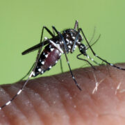 Ψεκασμοί με σκοπό την καταπολέμηση των Κουνουπιών στην περιοχή «Nεροτσουλήθρες» στο Αιάντειο Σαλαμίνας