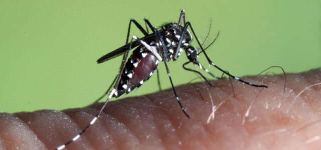 Ψεκασμοί με σκοπό την καταπολέμηση των Κουνουπιών στην περιοχή «Nεροτσουλήθρες» στο Αιάντειο Σαλαμίνας