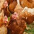 Συναγερμός σε Ευρώπη και Ασία για την εξάπλωση της γρίπης των πτηνών, ο ιός μεταδίδεται και στον άνθρωπο