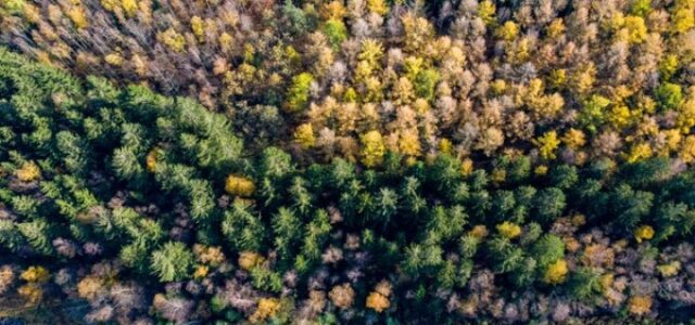 H Koμισιόν πρότεινε νέους κανόνες για τον περιορισμό της αποψίλωσης και της υποβάθμισης των δασών