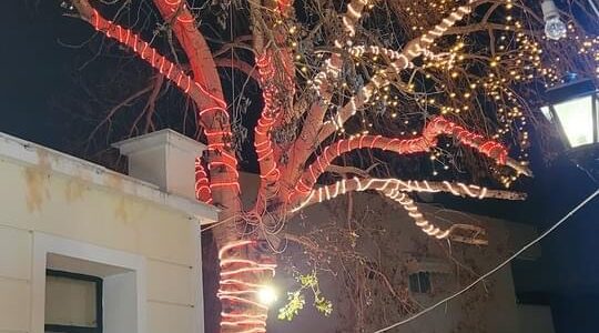 Το Χριστουγεννιάτικο δέντρο του Αιαντείου άναψε εχθές το βράδυ στο νησί μας από τον Δήμο Σαλαμίνας και την Κοινότητα Αιαντείου