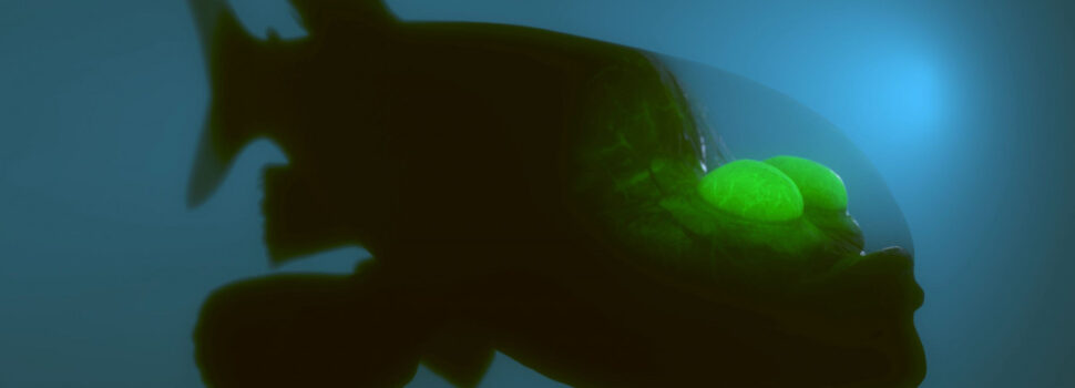 Το σπάνιο ψάρι με το διάφανο κεφάλι που ξετρέλανε τους επιστήμονες