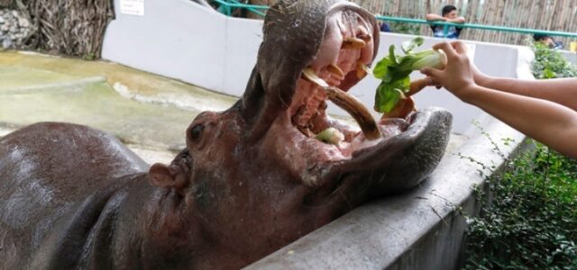 Βέλγιο: Δύο κρυολογημένοι ιπποπόταμοι βρέθηκαν θετικοί στον κορωνοϊό
