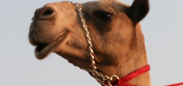 43 καμήλες αποκλείστηκαν από διαγωνισμό ομορφιάς επειδή είχαν υποβληθεί σε μπότοξ
