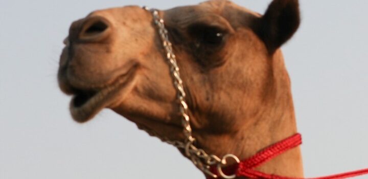 43 καμήλες αποκλείστηκαν από διαγωνισμό ομορφιάς επειδή είχαν υποβληθεί σε μπότοξ