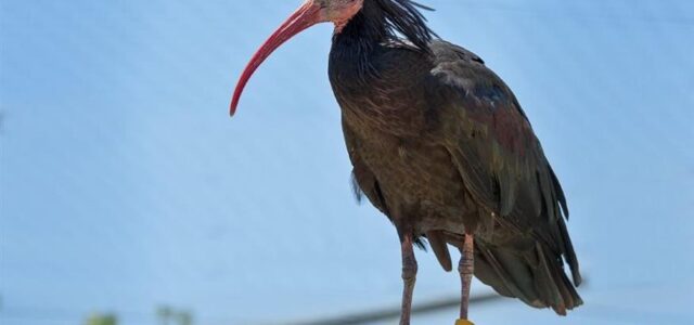 Κακοκαιρία Ελπίς: 32 πουλιά διέφυγαν από το Αττικό Πάρκο