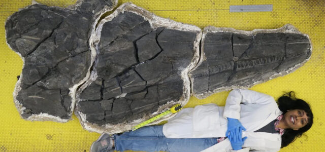 Ιχθυόσαυρος: Ο θαλάσσιος δράκος των 45 τόνων που ανακάλυψαν οι παλαιοντολόγοι