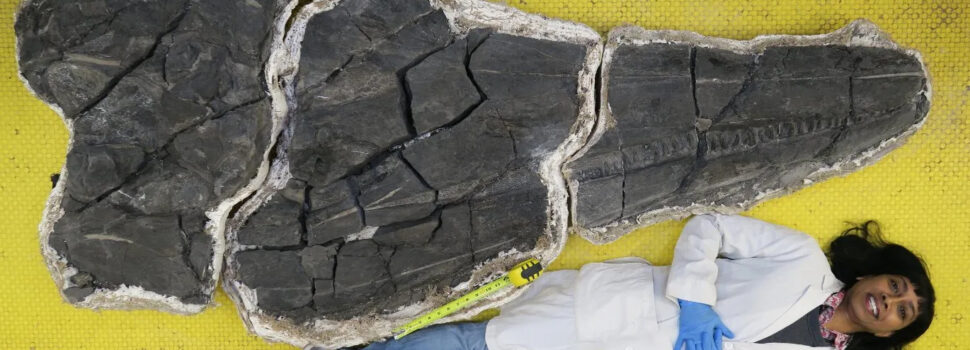 Ιχθυόσαυρος: Ο θαλάσσιος δράκος των 45 τόνων που ανακάλυψαν οι παλαιοντολόγοι