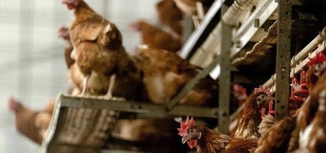 Περίπου 216.000 πουλερικά θα θανατωθούν μετά τον εντοπισμό γρίπης των πτηνών