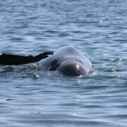 Απομακρύνθηκε από μόνη της προς την ανοιχτή θάλασσα η μικρή φάλαινα είδους “ΖΙΦΙΟΣ” που είχε προσεγγίσει εκ νέου σε βραχώδη ακτή της Σαλαμίνας