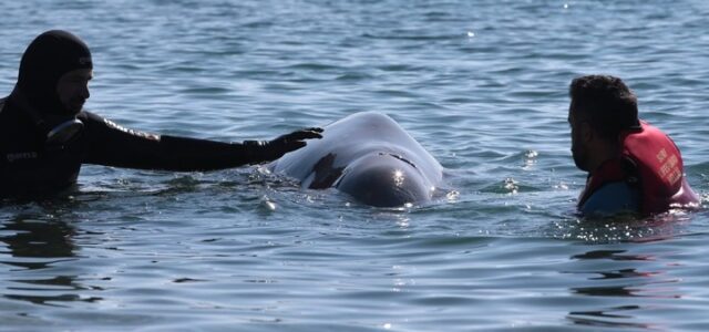Απομακρύνθηκε από μόνη της προς την ανοιχτή θάλασσα η μικρή φάλαινα είδους “ΖΙΦΙΟΣ” που είχε προσεγγίσει εκ νέου σε βραχώδη ακτή της Σαλαμίνας