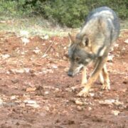 «Καλλιστώ»: Δεν υπάρχει «Μονόλυκος» που δρα στον Διόνυσο