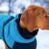 Σημαντικές συμβουλές για να προφυλάξετε τον σκύλο σας από το κρύο