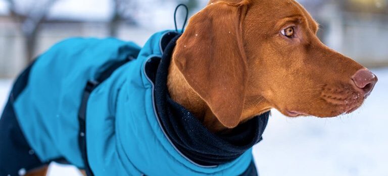 Σημαντικές συμβουλές για να προφυλάξετε τον σκύλο σας από το κρύο