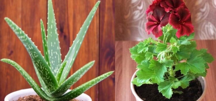 10 φυτά εσωτερικού χώρου που καθαρίζουν τον αέρα στο σπίτι σας καλύτερα από οποιαδήποτε συσκευή