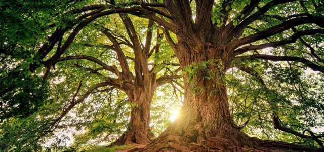 Υπάρχουν περίπου 73.300 είδη δέντρων στη Γη, αλλά τα 9.200 δεν έχουν ακόμη ανακαλυφθεί, σύμφωνα με νέες εκτιμήσεις