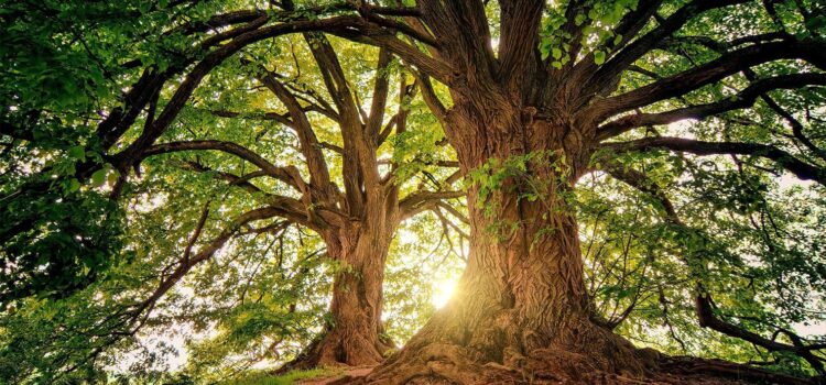 Υπάρχουν περίπου 73.300 είδη δέντρων στη Γη, αλλά τα 9.200 δεν έχουν ακόμη ανακαλυφθεί, σύμφωνα με νέες εκτιμήσεις
