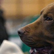 Και οι σκύλοι μπορεί να θρηνούν μετά τον θάνατο του συντρόφου τους, σύμφωνα με έρευνα