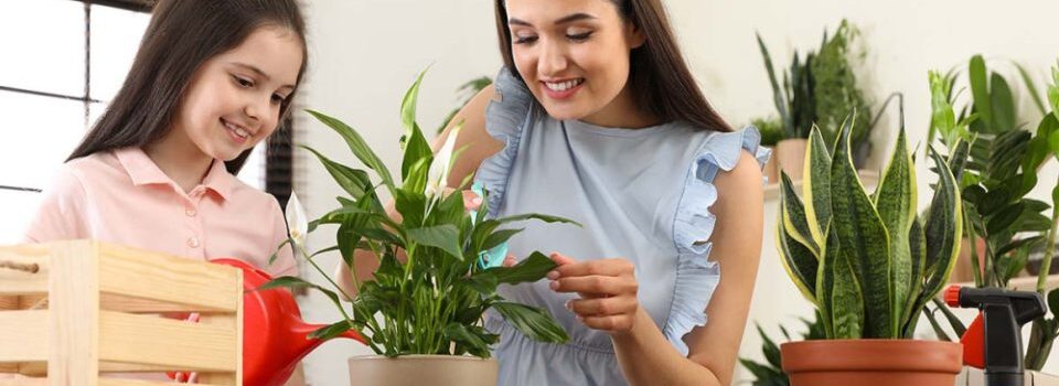 3 φυτά-βάλσαμο για τους πνεύμονες – Βάλτε τα στο σπίτι
