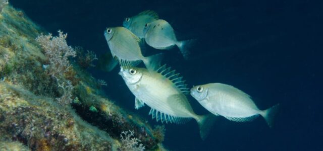 Εξαιρετικής διατροφικής αξίας τέσσερα ξενικά ψάρια των θαλασσών μας, σύμφωνα με νέα μελέτη
