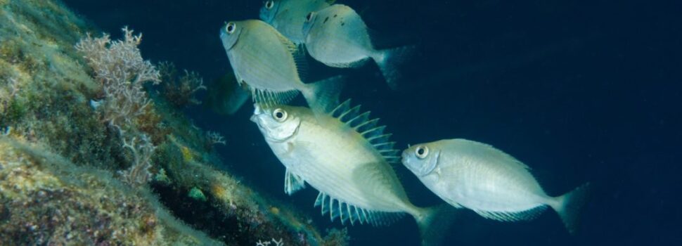 Εξαιρετικής διατροφικής αξίας τέσσερα ξενικά ψάρια των θαλασσών μας, σύμφωνα με νέα μελέτη