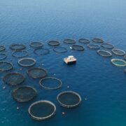 Η ελληνική ιχθυοκαλλιέργεια με αριθμούς