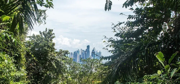 Το τροπικό δάσος του Αμαζονίου πλησιάζει σε «κρίσιμο σημείο»: Για μαζικό αφανισμό δένδρων προειδοποιούν οι επιστήμονες