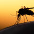 Ξεκινά 8ος και 9ος επίγειος ψεκασμός για την καταπολέμηση των κουνουπιών στους Δήμους της ΠΕ Νήσων