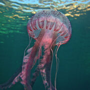 Οι μωβ μέδουσες «ήρθαν για να μείνουν» στις ελληνικές θάλασσες