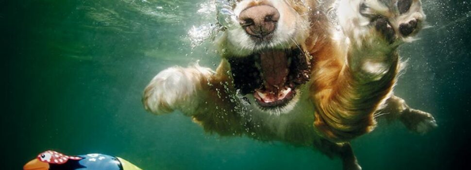 Συμβουλές για να αγαπήσει ο σκύλος μας το κολύμπι – Ο νέος νόμος για τα κατοικίδια στην παραλία